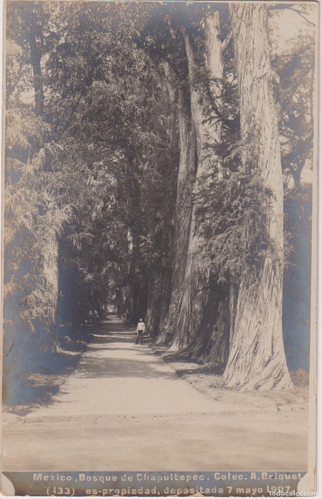 Postales: MEXICO, BOSQUE DE CHAPULTOPEC - A.BRIQUEC - S/C - SIN DIVIDIR