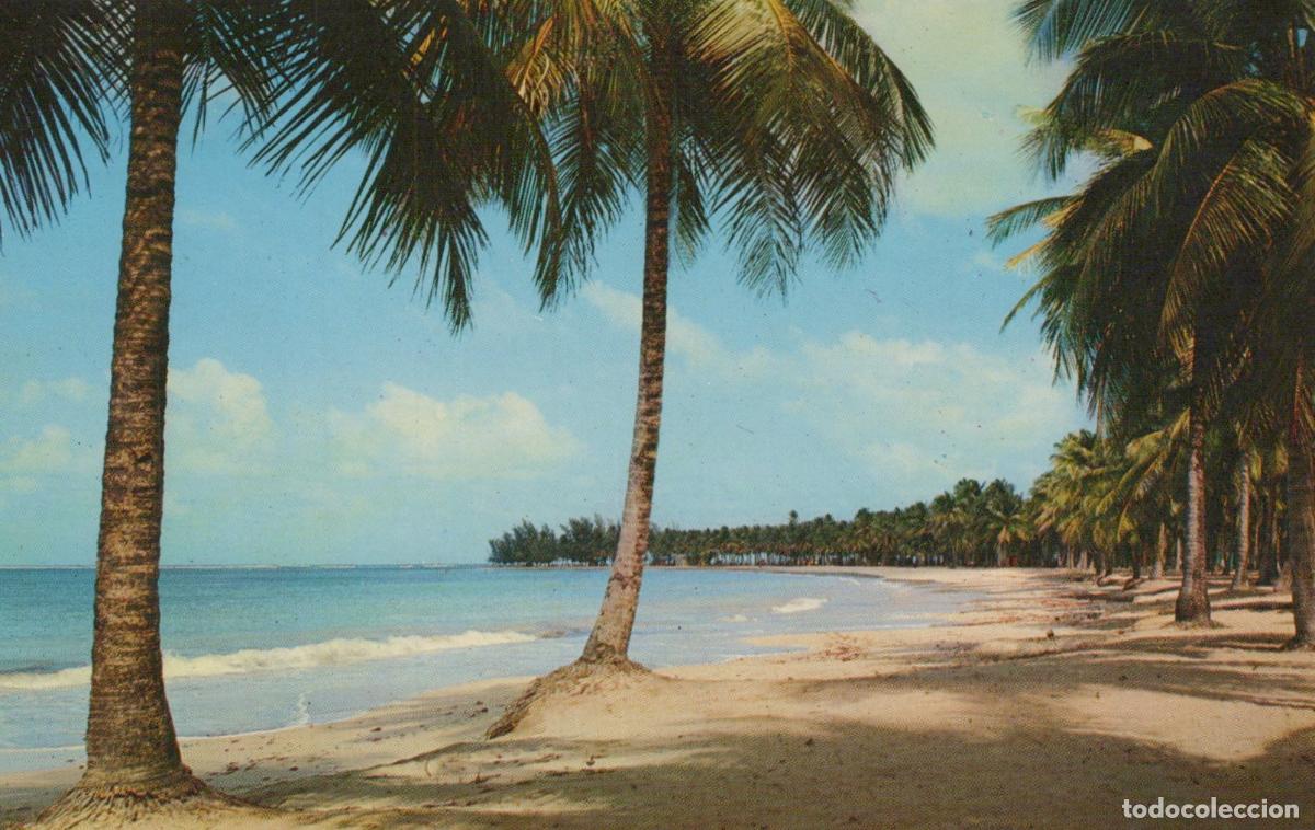 Postales: Puerto Rico Luquillo Beach Palm Trees *YAK304