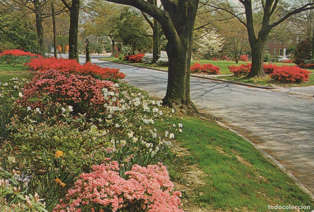 Postales: USA Columbia Garden Trail Spring Azaleas Rhododendrons Trees *YAN906
