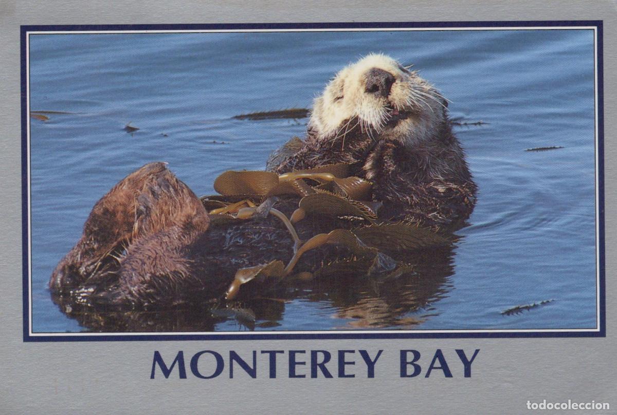 Postales: USA Monterey Bay Sea Otter Floating in Water With Kelp *YAS874