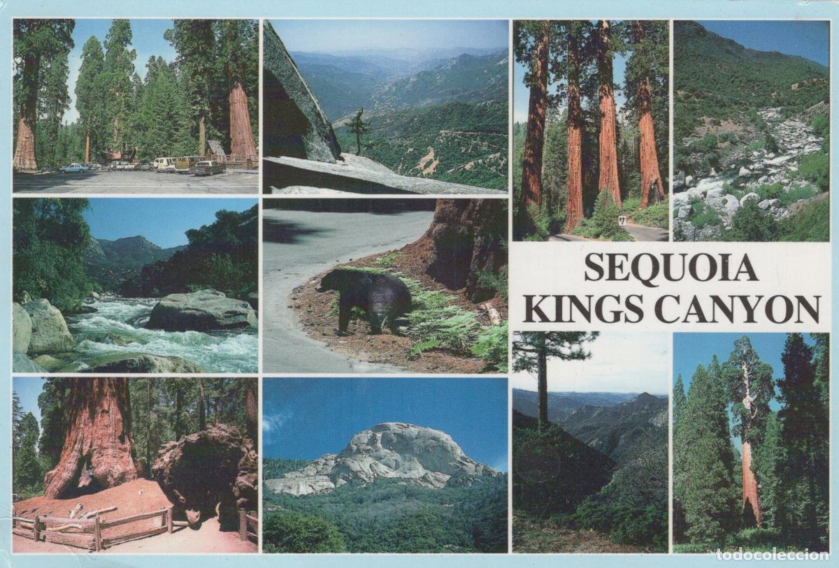 Postales: USA Sequoia and Kings Canyon National Parks Collage of Sequoia Kings *YAV808