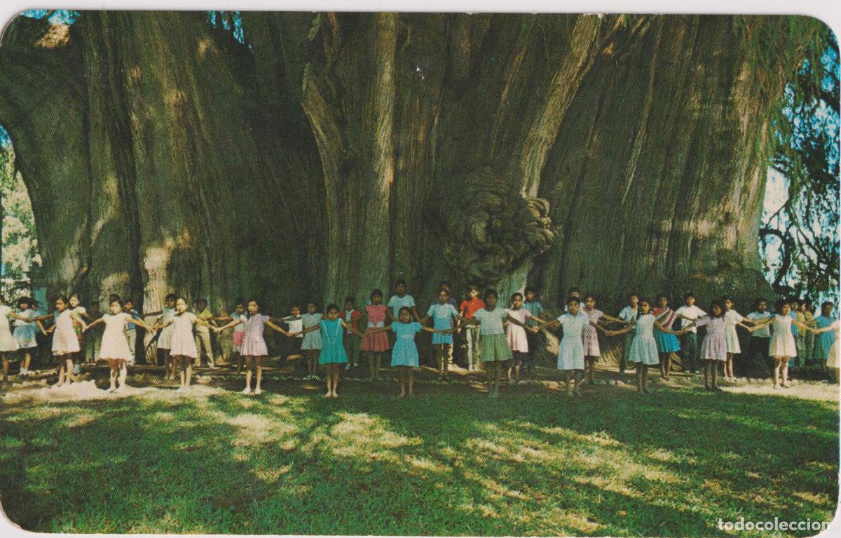 Postales: MEXICO, OAXACA, NI&Ntilde;OS DEMUESTRA LA GRANDEZA DEL ARBOL DEL TULA - FOTO J.KIPI - S/C