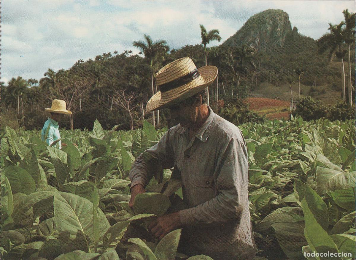 Postales: CUBA, VALLE DE VI&Ntilde;ALES,CAMPESINO RECOLECTANDO HOJAS EN UNA PLANTACI&Oacute;N DE TABACO - S/C