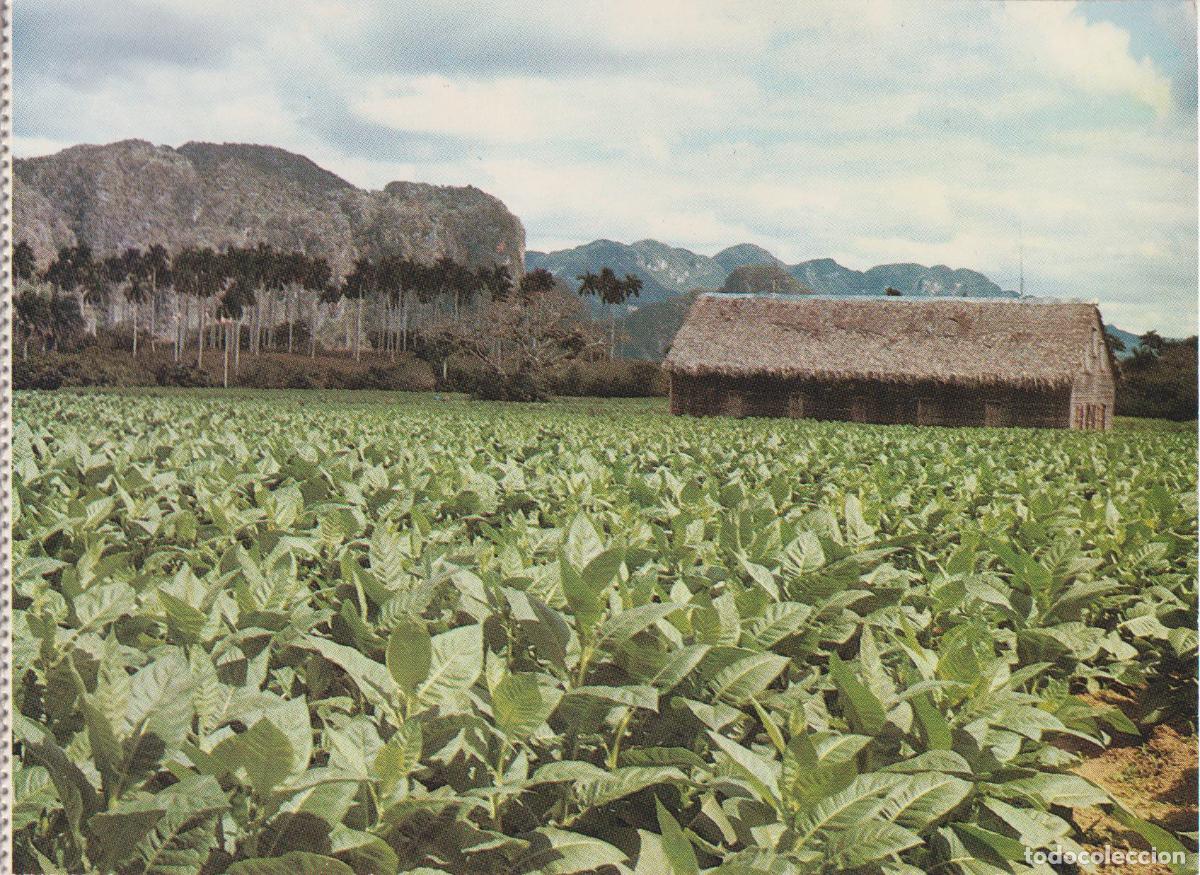 Postales: CUBA, VALLE DE VI&Ntilde;ALES, VISTA DE UNA PLANTACI&Oacute;N DE TABACO - HAVANA CIGARS - S/C