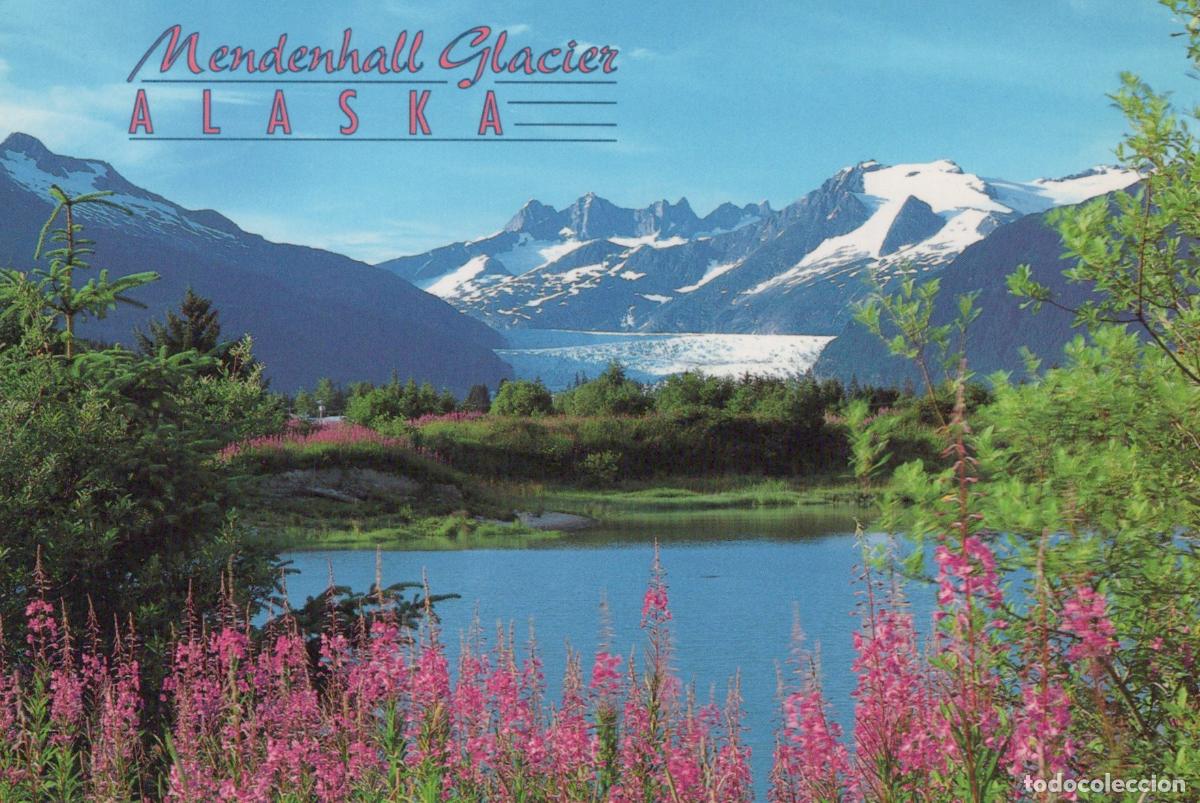 Postales: USA Mendenhall Glacier Summertime Beauty Fireweed Along the Mendenhall *YAY463