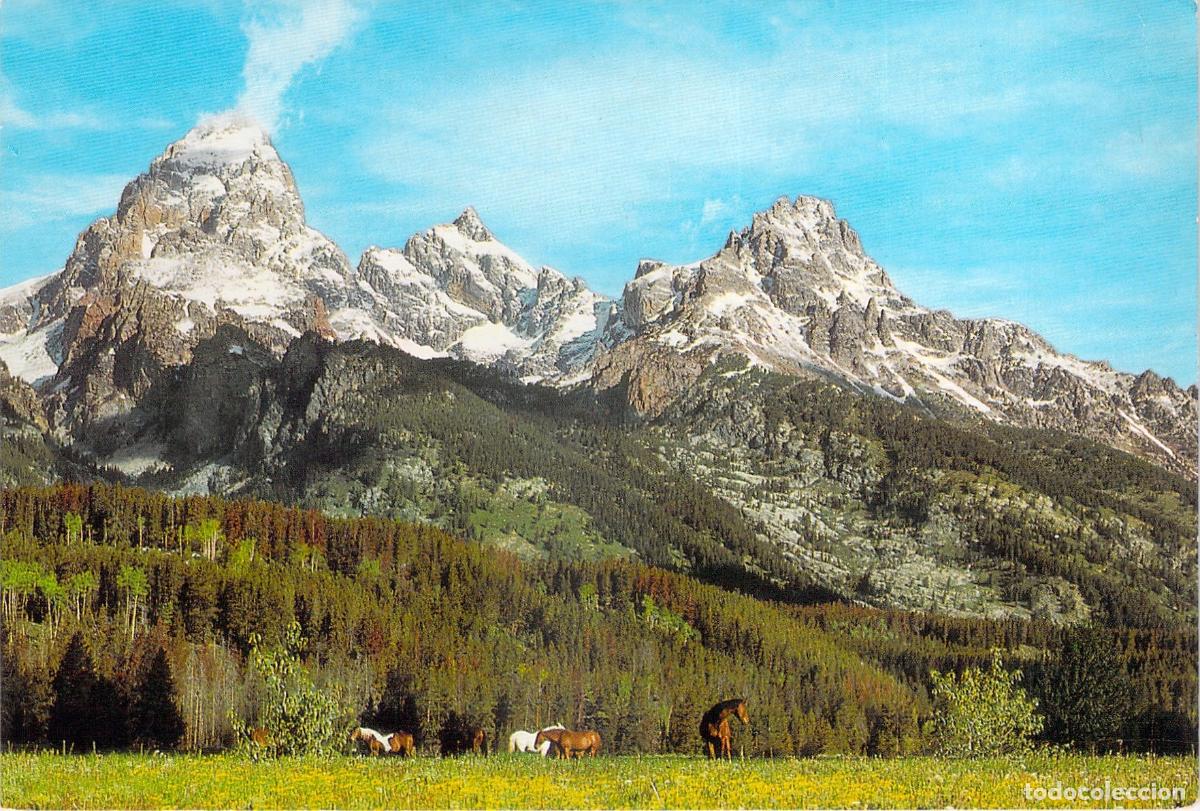 Postales: Postal de los Montes Grand Teton con caballos en el prado