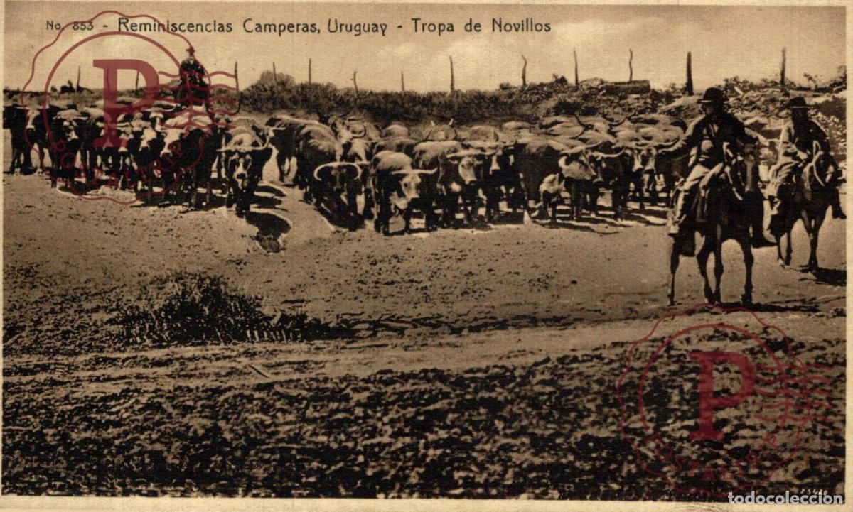 Postais: URUGUAY - REMINISCENCIAS CAMPERAS: TROPA DE NOVILLOS
