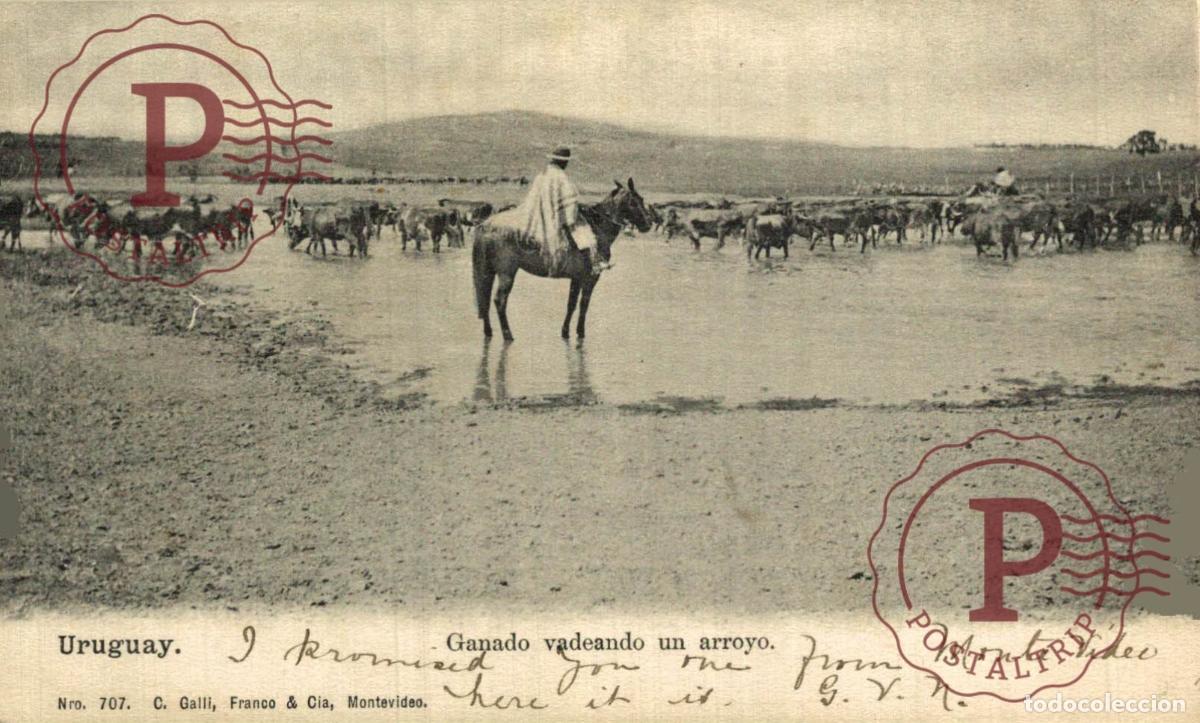 Postais: URUGUAY - Ganado vadeando un arroyo
