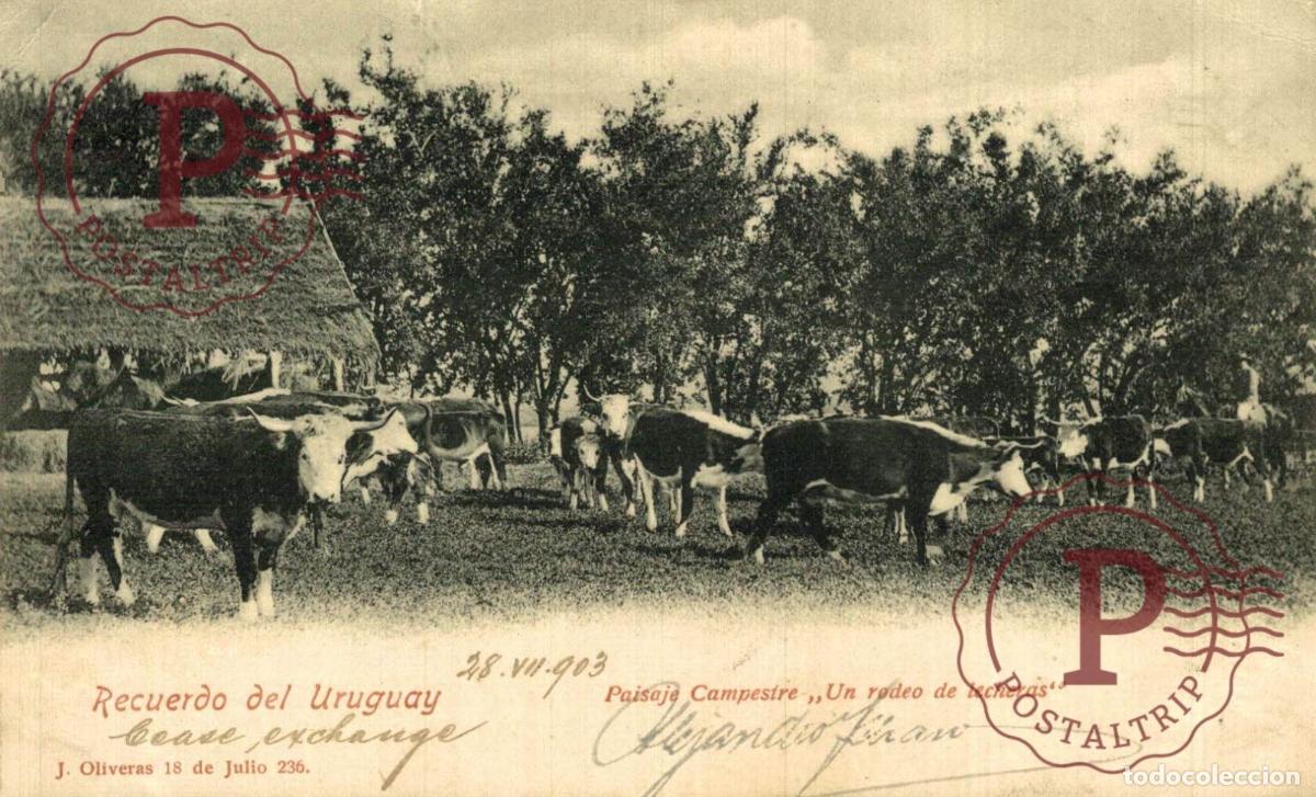 Postales: RECUERDO DEL URUGUAY. Paisaje Campestre Un Rodeo de Lecheras. J. OLIVERAS