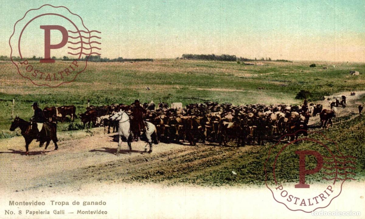 Postales: URUGUAY MONTEVIDEO TROPA DE GANADO