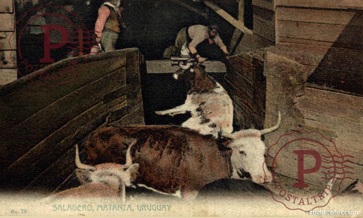 Postales: URUGUAY, SALADERO MATANZA.