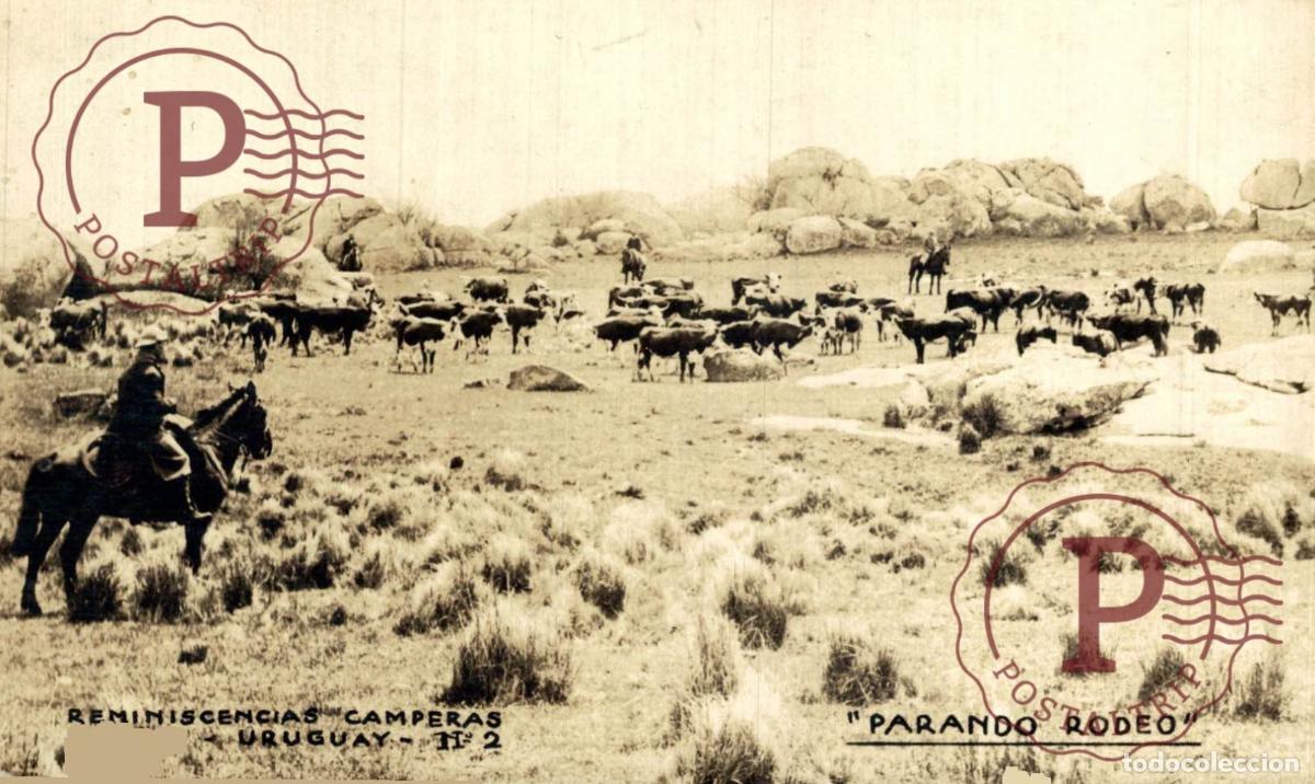 Postales: RPPC Uruguay Reminiscencias Camperas Parando Rodeo Gauchos Ganado FOTOGRAFICA