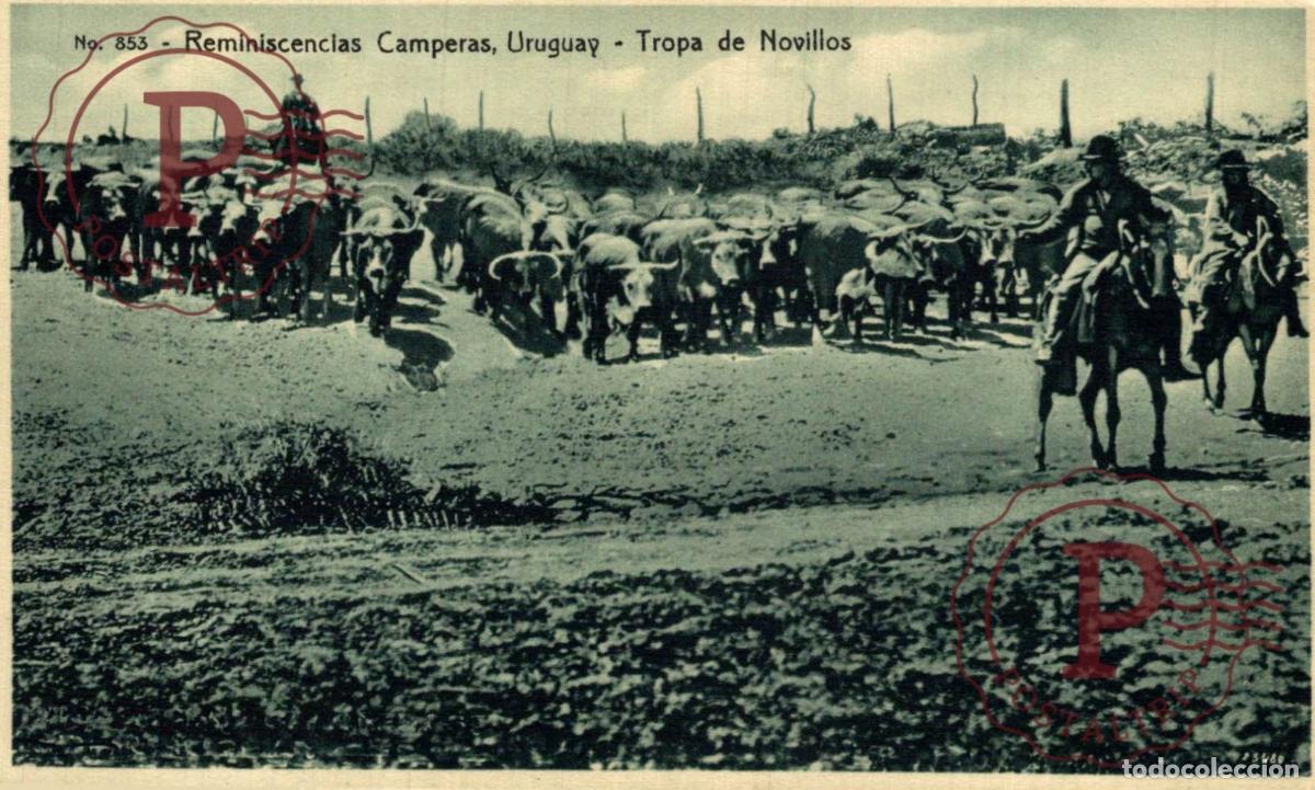 Postales: URUGUAY - REMINISCENCIAS CAMPERAS: TROPA DE NOVILLOS