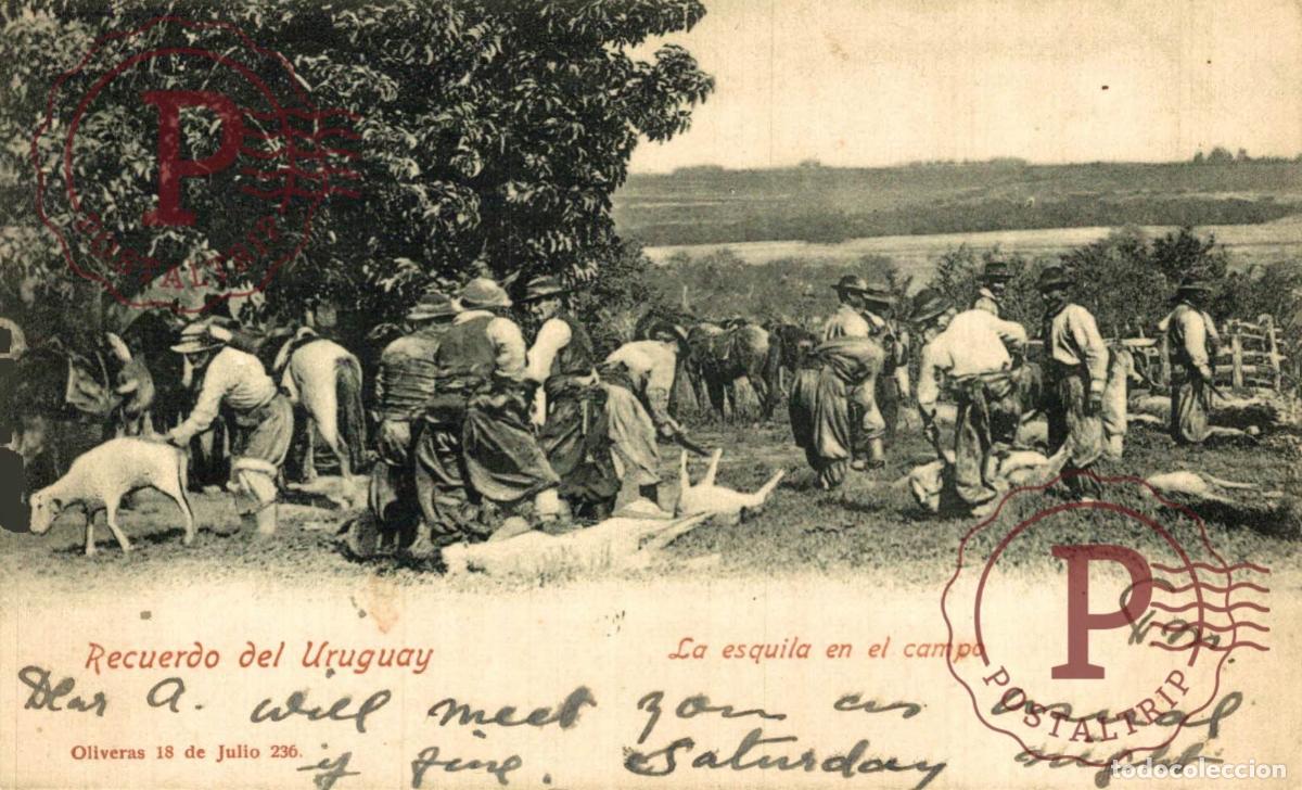 Cartes Postales: Uruguay La Esquila Gauchos Ovejas Oliveras