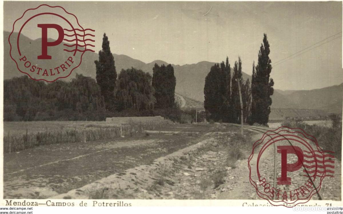 Postales: RPPC FOTOPOSTAL MENDOZA CAMPOS DE POTRERILLOS ARGENTINE REPUBLICA ARGENTINA