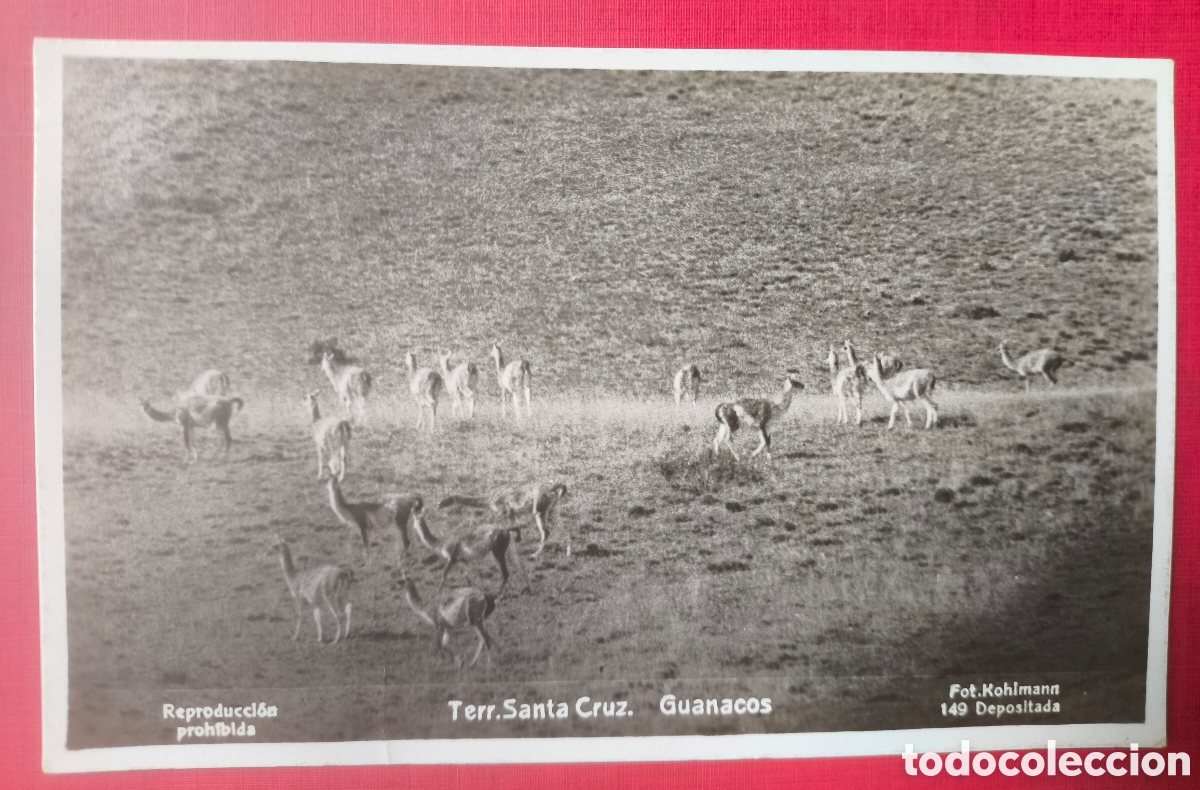 Postales: SANTA CRUZ GUANACOS POSTAL FOTOGR&Aacute;FICA FOTOGRAF&Iacute;A ARGENTINA 1932