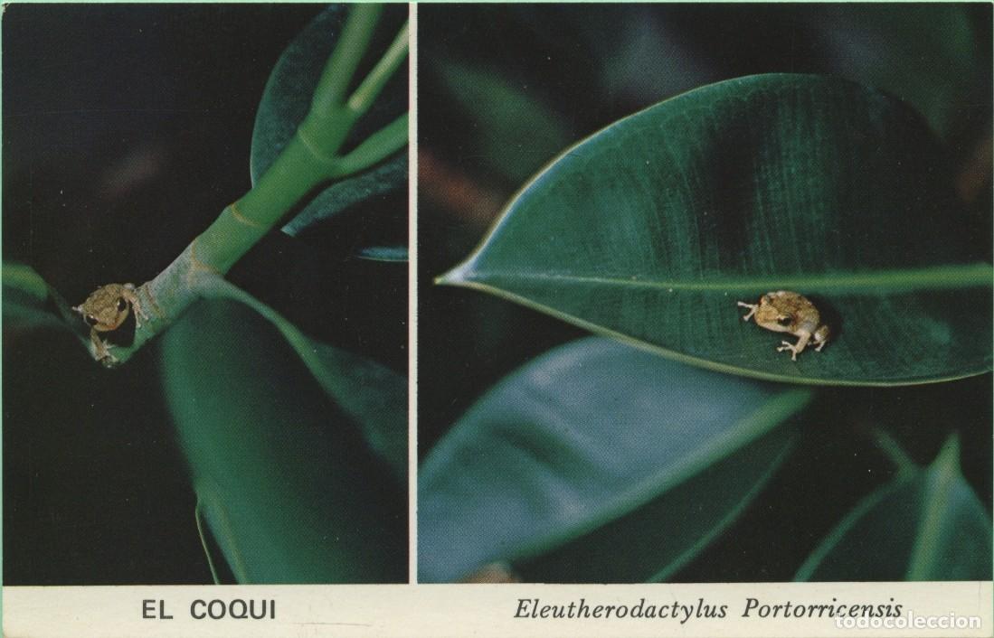 Postales: El Coqui de Puerto Rico. PUERTO RICO. Sin circular. ED. CARIBE TOURIST PROMOTIONS
