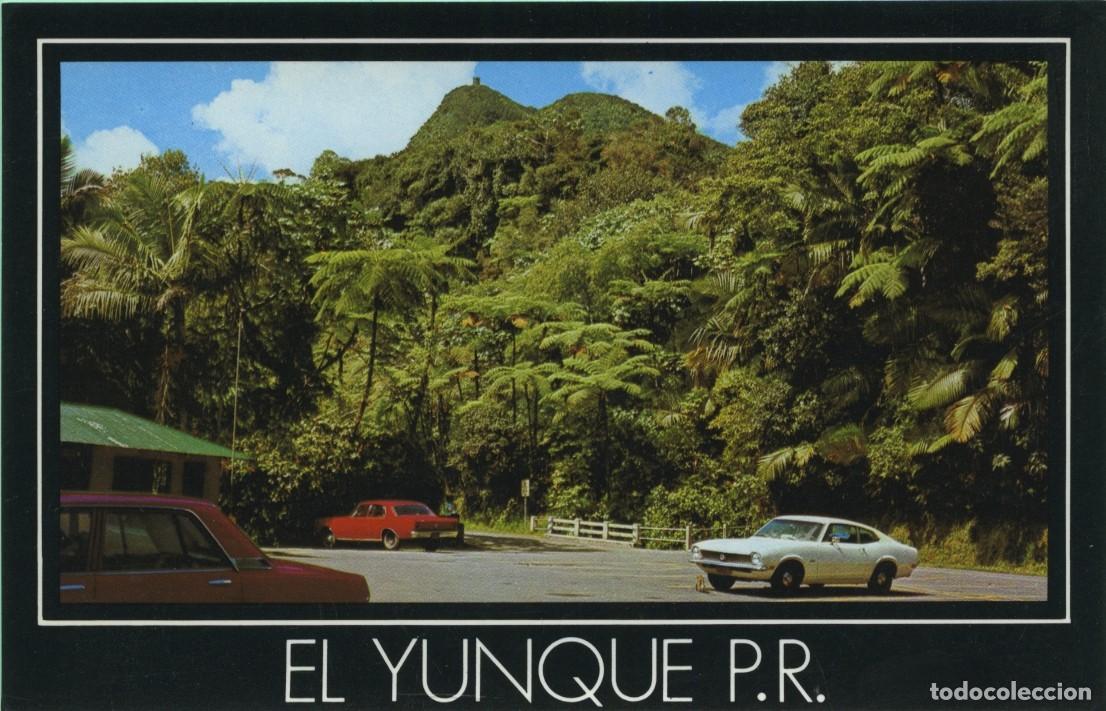 Postales: N&ordm; 1-PALMER. PUERTO RICO. Vista del bosque tropical con la monta&ntilde;a de El Yunque. Sin circular. ED. R