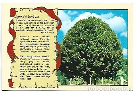 Postales: &rdquo; EL MITO DEL ARBOL DE LAUREL &rdquo; - LEGEND OF THE MYRTLE TREE.- OREGON / USA
