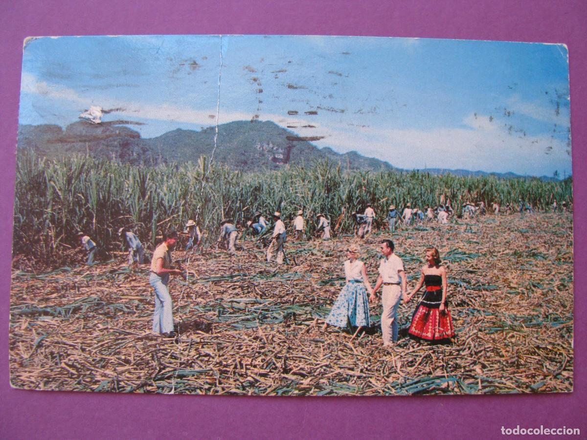Postales: POSTAL DE PUERTO RICO. CA&Ntilde;AVERAL. CIRCULADA 1971
