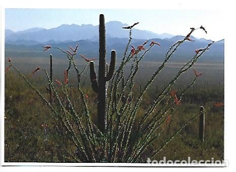 Postales: OCOTILLO IS NOT A CACTUS DELICATE GREEN LEAVES DEVELOP ABOVE / USA