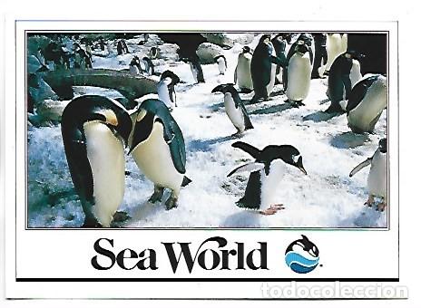 Postales: THE PENGUIN ENCOUNTER AR SEA WORLD.-