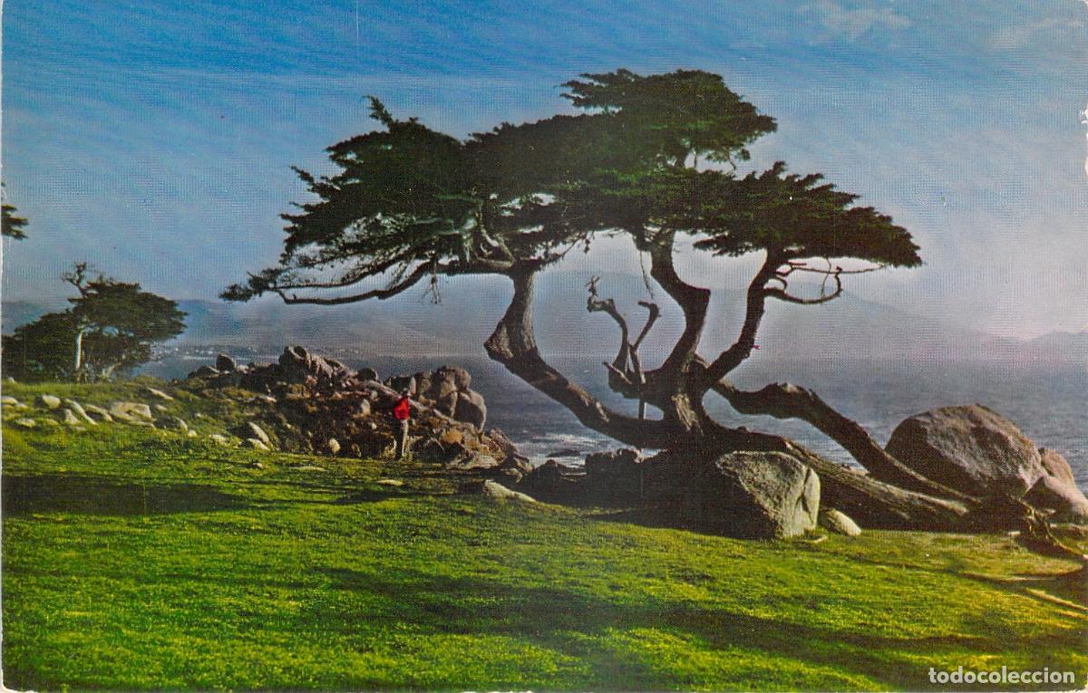 Postcards: Postal de The Lone Cypress en Carmel California