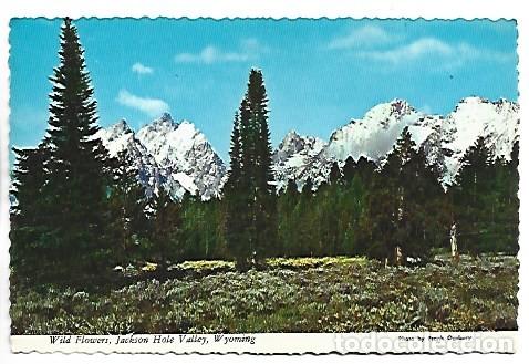 Postkarten: WILD FLOWERS, JACKSON HOLE VALLEY.- WYOMING / USA