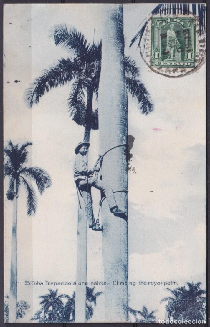 Cartoline: POS-1906 CUBA POSTCARD 1909 DESMOCHADOR DE PALMAS CLIMBING OTHE ROYAL PALM TO FRANCE.