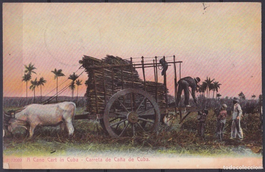 Postales: POS-1911 CUBA POSTCARD 1909 COUNTRY LANDSCAPE CANE IN CART CARRETA DE CA&Ntilde;AS.