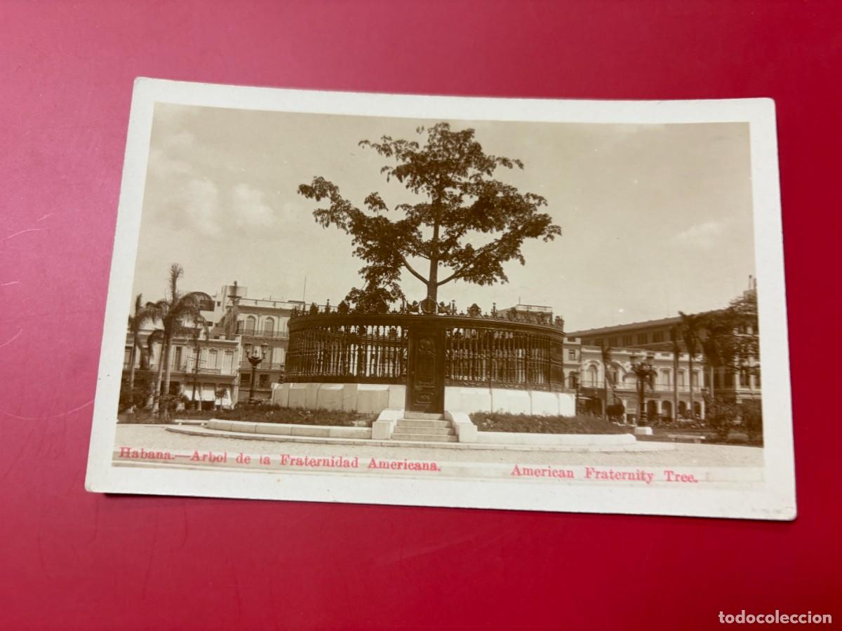 Postales: TARJETA POSTAL FOTOGR&Aacute;FICA - &Aacute;RBOL DE LA FRATERNIDAD AMERICANA - HABANA - CUBA