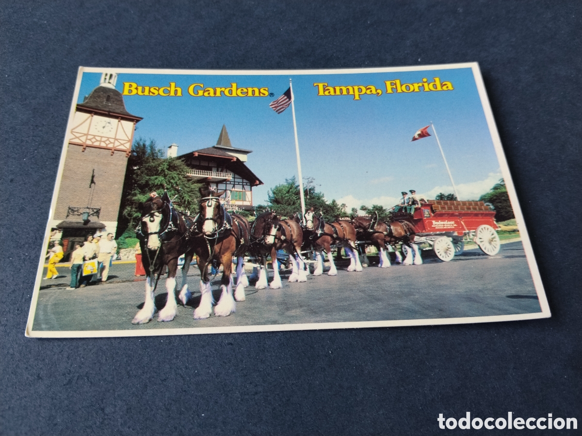 Postales: Postal busch gardens, Tampa,Florida