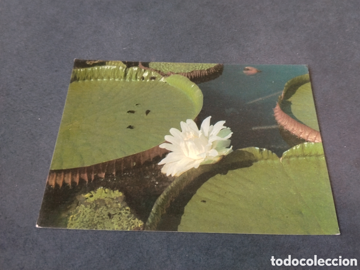 Postales: Postal Brasil amaz&oacute;nica ninfeaceas flora