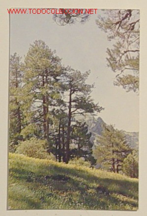 Postales: SIERRA DE CAZORLA - PRADERAS DE ALTA MONTA&Ntilde;A - SERIE 1 N&ordf; 6 . No circulada a&ntilde;o 1965 .