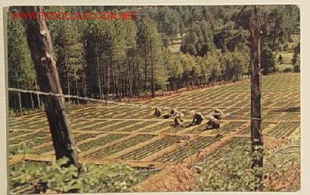 Postales: SIERRA DE CAZORLA - VIVERO DE LA NAVA DE SAN PEDRO - SERIE 1 N&ordf; 3 .No circulada a&ntilde;o 1965 .