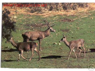 Postales: PARQUE NATURAL DE CAZORLA - Foto 1