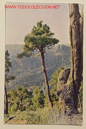 Postales: SIERRA DE CAZORLA - MONTE GUADAHORNILLOS - SERIE 1 N&ordf; 5 - No circulada a&ntilde;o 1965 .