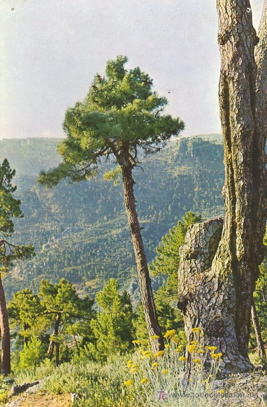 Postales: TARJETA POSTAL DE LA SIERRA DE CAZORLA. MONTE GUADAHORNILLOS
