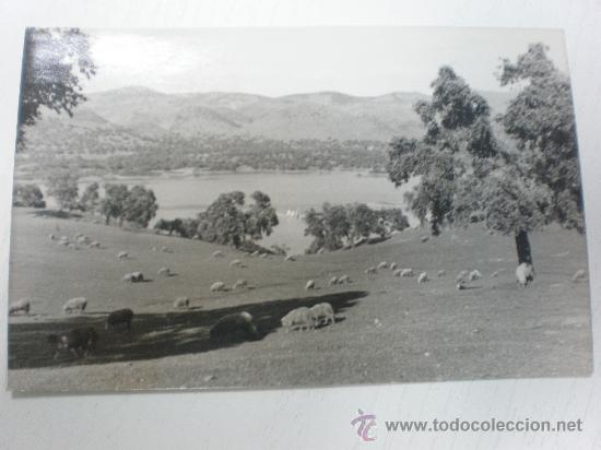 Postales: CAZALLA DE LA SIERRA (SEVILLA) REBA&Ntilde;O DE OVEJAS - POSTAL FOTOGRAFICA