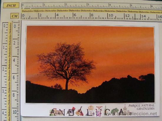 Postales: POSTAL DE ANDALUC&Iacute;A. ALGODONALES. 304. . - Foto 1