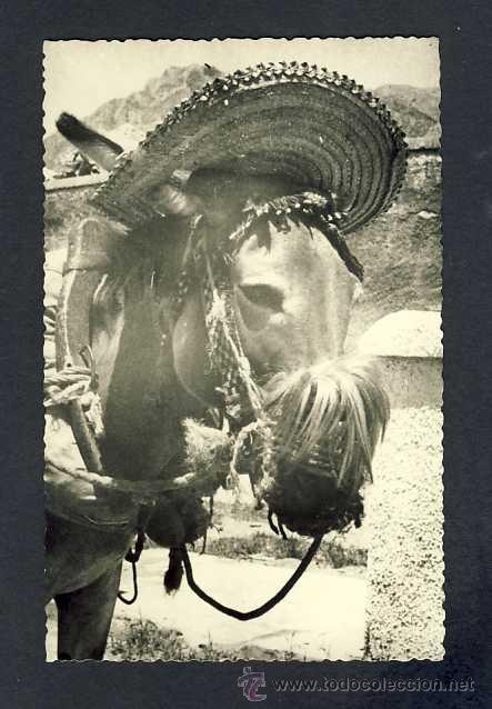 Postales: Postal de MALAGA: Tipico borriquillo, alegria de los gitanos (Foto Cort&eacute;s)