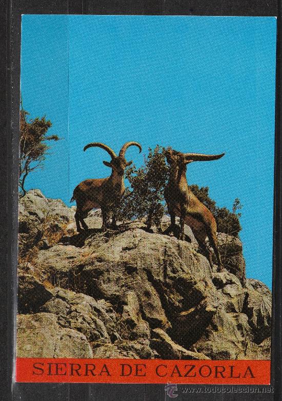Postales: SIERRA DE CAZORLA. CAPRA HISPANICA