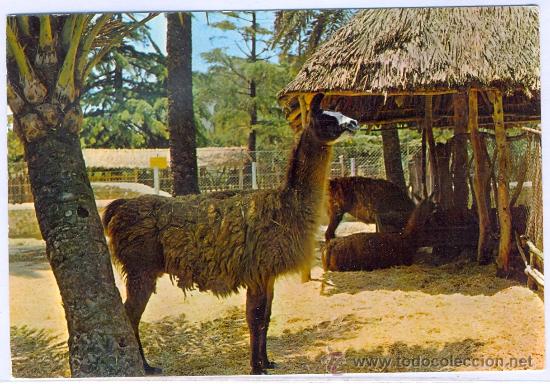 Postales: TARJETA POSTAL DE JEREZ DE LA FRONTERA PARQUE ZOOL&Oacute;GICO CADIZ