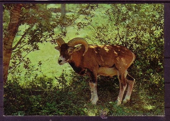Postales: SIERRA DE CAZORLA - MUFLON - JAEN