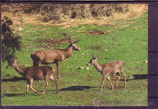 Postales: JAEN - PARQUE NACIONAL DE CAZORLA - CIERVO Y CIERVAS - N&ordm; 15