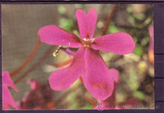 Postales: JAEN - PARQUE NACIONAL DE CAZORLA - VIOLETA DE CAZORLA N&ordm; 10