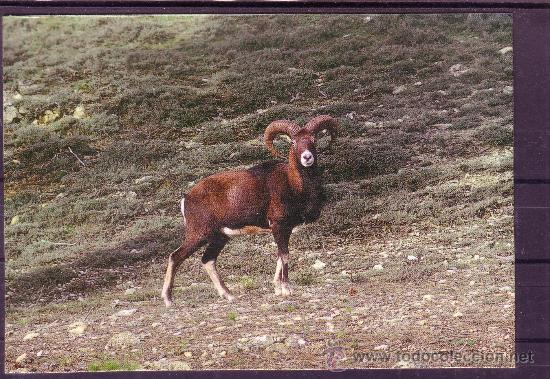 Postales: JAEN - PARQUE NACIONAL DE CAZORLA - MUFLON N&ordm; 14