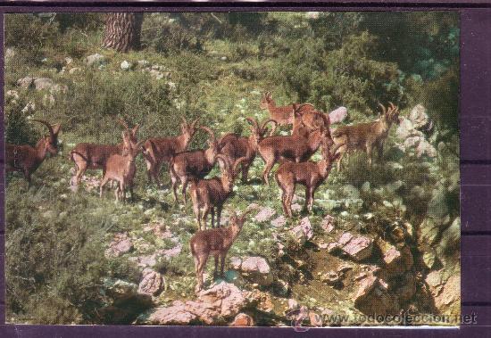 Postales: JAEN - PARQUE NACIONAL DE CAZORLA - MACHOS MONTESES N&ordm; 3