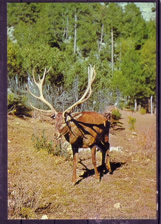 Postales: JAEN - SIERRA DE CAZORLA - CIERBO - EJEMPLAR DE 7 PUNTAS