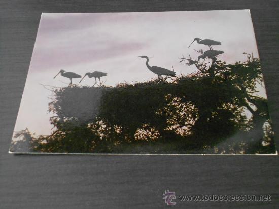Postales: postal parque de do&ntilde;ana 1981 - Foto 1